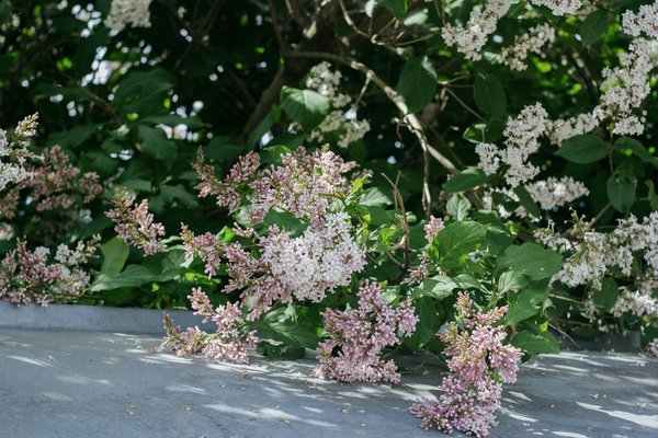 Décodez les symboles de climatisation de votre voiture