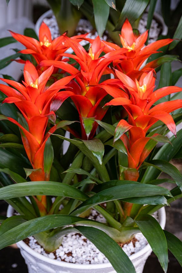Comment entretenir un Guzmania facilement chez soi ?