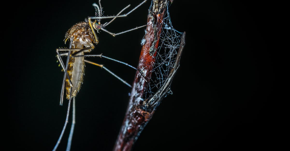 Pourquoi les moustiques tremblent ?