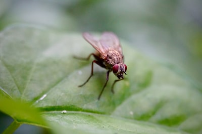 Comment se passe la reproduction des mouches domestiques ?